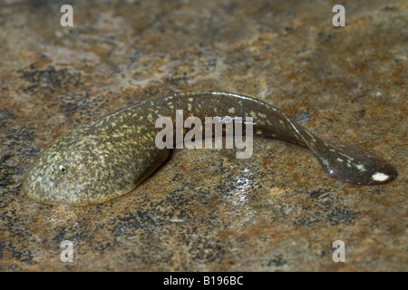 Rocky Mountain tailed Frosch (Ascaphus Montanus) Kaulquappe, Yahk River Valley, südöstlichen British Columbia, Kanada Stockfoto