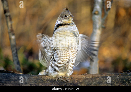 Erwachsene männliche Ruffed Grouse (Bonasa Umbellus) Trommeln auf seine territoriale Log, Süd-Alberta, Kanada Stockfoto