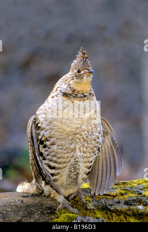 Erwachsene männliche Ruffed Grouse (Bonasa Umbellus) Trommeln auf seine territoriale Log, Süd-Alberta, Kanada Stockfoto