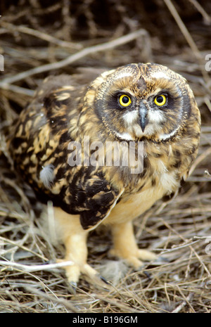 Juvenile Sumpfohreule (Asio Flammeus), Süd-Alberta, Kanada Stockfoto