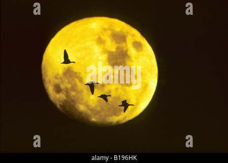 Erwachsenen Schneegänse (Chen Caerulescens) Migration von Süden über das Gesicht des Mondes, Saskatchewan, Canada Stockfoto