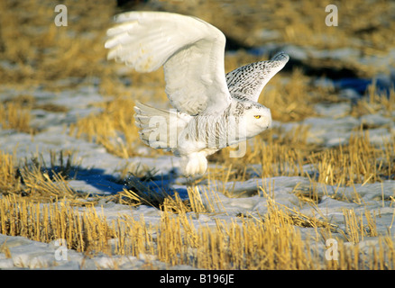 Erwachsenen Schneeeule (Nyctea Scandiaca) Jagd in einem Stoppelfeld auf sein Winterquartier in der Prärie von Alberta, Kanada. Stockfoto