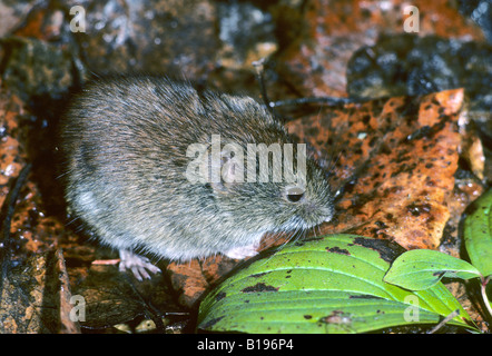 Erwachsenen südlichen Red-backed Wühlmaus (Clethrionomys Gapperi), Prince Albert National Park, nördlichen Saskatchewan, Kanada Stockfoto