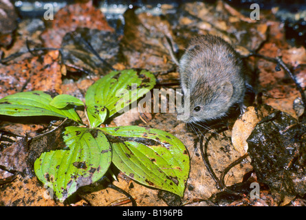 Erwachsenen südlichen Red-backed Wühlmaus (Clethrionomys Gapperi), Prince Albert National Park, nördlichen Saskatchewan, Kanada Stockfoto