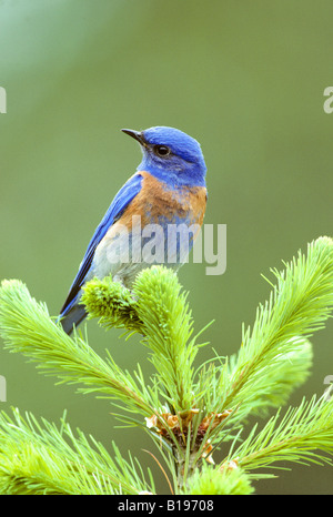 Erwachsenen westlichen Bluebird (Sialia Mexicana), südlichen British Columbia, Kanada Stockfoto