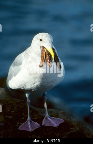 Halbwüchsige westlichen Möwe (Larus Occidentalis) schlucken eine Seestern, Küsten Britisch-Kolumbien, Kanada Stockfoto