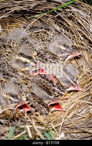 Eingebettet von westlichen Meadowlarks (Sturnella Neglecta), betteln, Prairie, Alberta, Kanada Stockfoto