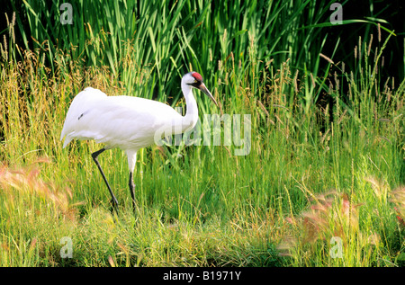 Erwachsenen Schreikranich (Grus Americana) auf Nahrungssuche in einem Feuchtgebiet und Nord-Alberta, Kanada. Stockfoto