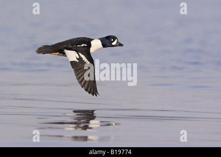 Eine männliche Barrow Goldeneye (Bucephala Islandica) fliegen über den Ozean in Chemainus, British Columbia, Kanada. Stockfoto