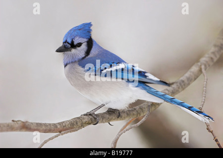 Blauhäher (Cyanocitta Cristata) thront auf einem Ast im Winter, Etobicoke, Ontario, Kanada. Stockfoto