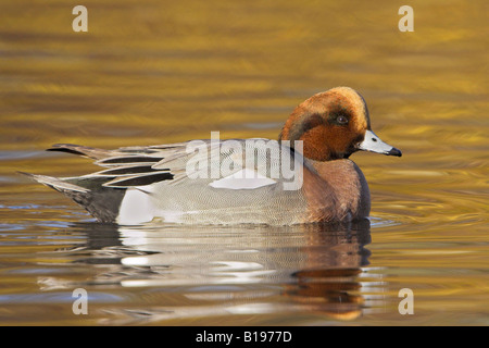 Eine männliche eurasischen Pfeifente (Anas Penelope) in Victoria, British Columbia, Kanada. Stockfoto