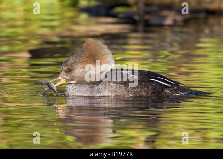 Eine weibliche Hooded Prototyp (Lophodytes Cucullatus) Essen und ein kleiner Fisch in Victoria, British Columbia, Kanada. Stockfoto