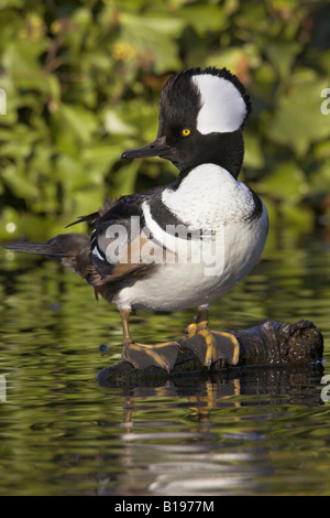 Eine männliche Kapuzen-Prototyp (Lophodytes Cucullatus) in Victoria, British Columbia, Kanada. Stockfoto