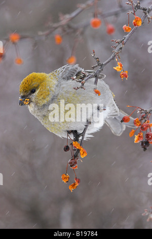 Eine weibliche Kiefer Grosbeak (Pinicola Enucleator) thront auf einem Zierapfel-Baum in Guelph, Ontario Kanada. Stockfoto