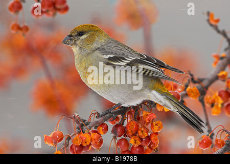 Eine weibliche Kiefer Grosbeak (Pinicola Enucleator) thront auf einem Zierapfel-Baum in Guelph, Ontario Kanada. Stockfoto