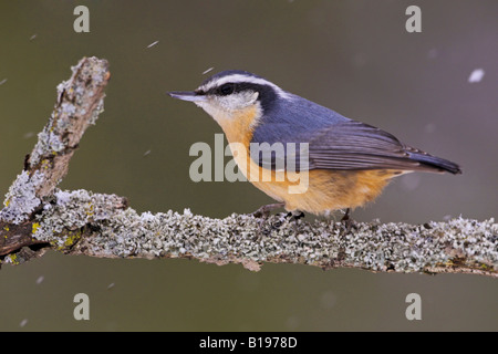 Eine Red-breasted Kleiber (Sitta Canadensis) thront auf einem Ast in einem Schneesturm in Etobicoke, Ontario Kanada. Stockfoto