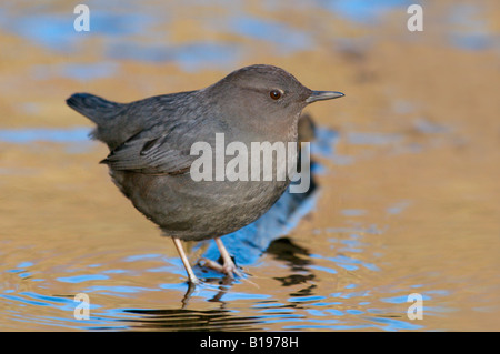 Amerikanische Wagen im River an Goldstream Park, Vancouver Island, British Columbia, Kanada. Stockfoto