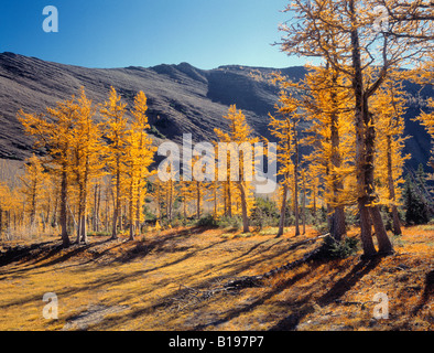 Upper Lake Rowe und Lärchen im Herbst, Waterton Lakes National Park, Alberta, Kanada Stockfoto