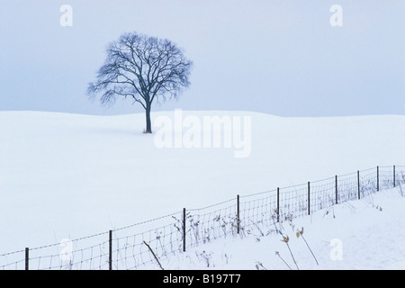 Einsamer Baum im Schnee bedeckt Winterlandschaft, Ottawa, Ontario, Kanada Stockfoto