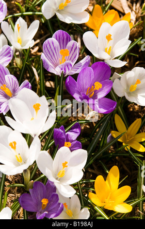 weiße Krokus Riesen farblich gemischt Crocus Vernus, Montreal, Quebec, Kanada Stockfoto