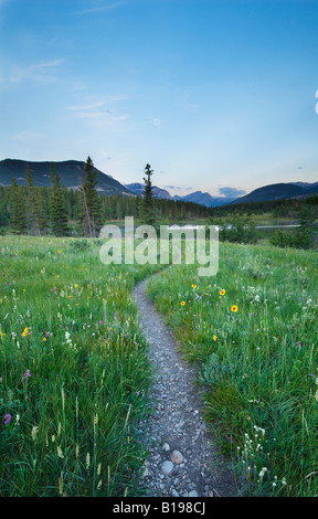 Wildblumen Wiese, nahen See, Bow Valley Provincial Park, Kananaskis Country, Alberta, Kanada Stockfoto