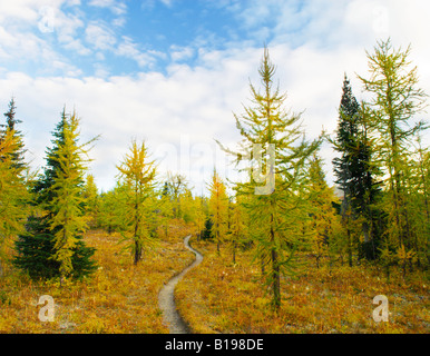 Tumbling Pass Trail und alpiner Lärchen (Larix Lyallii), Kootenay National Park, Britisch-Kolumbien, Kanada Stockfoto