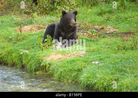 Grizzly Bär (Ursus Arctos) Jährling Fisch zu essen. Fish Creek Tongass National Forest, Alaska, Vereinigte Staaten von Amerika. Stockfoto