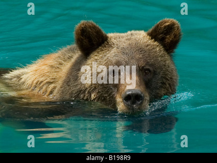 Grizzly Bär (Ursus Arctos) Erwachsenen Schwimmen im Teich auf warmen Sommernachmittag. Tongass National Forest, Alaska, Vereinigte Staaten von A Stockfoto