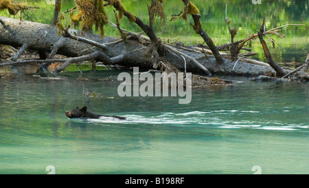 Schwarzer Bär (Ursus Americanus) Erwachsenen schwimmen. Beide schwarz und Grizzly Bären sind in diesem Bereich gefunden. Schwarzbären sind sehr vorsichtig Stockfoto