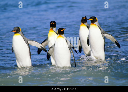 Königspinguine (Aptenodytes Patagonicus) über einen Gletscher Schmelzwasserbach auf Salisbury Plains, South Georgia Island, Süd Stockfoto