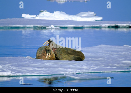 Zwei Erwachsene männliche atlantischen Walrosse (Odobenus Rosmarus Rosmarus) sparring auf Packeis.  Spitzbergen, Arktis Norwegen. Stockfoto