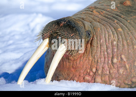 Erwachsenen Bull atlantische Walross (Odobenus Rosmarus) Bummeln auf Packeis.  Spitzbergen, Arktis Norwegen. Stockfoto