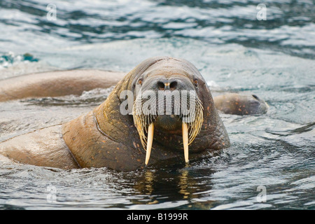 Atlantische Walross (Odobenus Rosmarus), Svalbard Achipelago, Arktis Norwegen Stockfoto