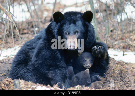 Erwachsene weibliche Schwarzbären (Ursus Americanus) mit zwei neugeborenen Jungen in eine Liege im Spätwinter, Pennsylvania, USA. Stockfoto