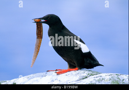 Erwachsene schwarz Guillemot (Cepphus Grylle) bringen einen Sandaal zurück zu seinem Nest, Finnmark, Norwegen. Stockfoto