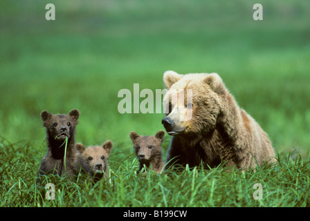 Mutter Braunbär (Ursus Arctos) und Triplett jährigen Jungen Beweidung auf Seggen, Küsten Alaskas. Stockfoto