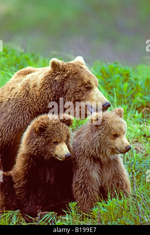 Mutter Braunbär (Ursus Arctos) mit jährigen Jungen, Küsten Alaskas. Stockfoto