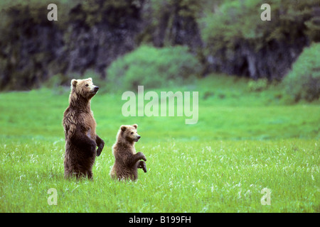 Mutter Braunbär (Ursus Arctos) und Jährling Cub stehen, um den Ansatz einer anderen Bären, Küsten Alaskas zu untersuchen. Stockfoto