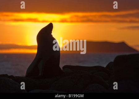 Weibliche kalifornische Seelöwe (Zalophus Californicus Wollebacki), North Seymour Island, Galapagos-Archipel, Ecuador Stockfoto