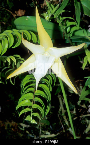 Comet Orchidee (Angraecum Sesquipedale), Madagaskar Stockfoto