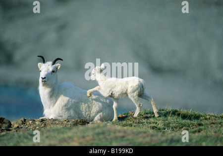 Der Dallschafe Ewe (Ovis Dalli) und Lamm, Denali National Park, Alaska, USA Stockfoto