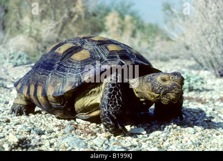 Erwachsenen Wüste Schildkröte (Gopherus Agassizii) auf Nahrungssuche in der Sonora-Wüste, Süd-Arizona, USA Stockfoto