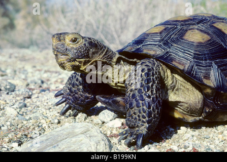 Erwachsenen Wüste Schildkröte (Gopherus Agassizii) auf Nahrungssuche in der Sonora-Wüste, Süd-Arizona, USA Stockfoto