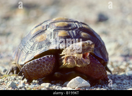 Erwachsenen Wüste Schildkröte (Gopherus Agassizii) auf Nahrungssuche in der Sonora-Wüste, Süd-Arizona, USA Stockfoto