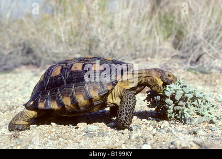 Erwachsenen Wüste Schildkröte (Gopherus Agassizii) Fütterung eine Sukkulente in der Sonora-Wüste, Süd-Arizona, USA Stockfoto