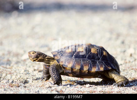 Erwachsenen Wüste Schildkröte (Gopherus Agassizii) auf Nahrungssuche in der Sonoran Wüste, Süd-Arizona, USA Stockfoto