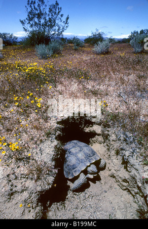 Erwachsenen Wüste Schildkröte (Gopherus Agassizii) auf Nahrungssuche in der Mojave-Wüste, Kalifornien, USA Stockfoto