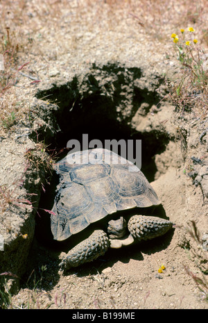 Erwachsenen Wüste Schildkröte (Gopherus Agassizii) auf Nahrungssuche in der Mojave-Wüste, Kalifornien, USA Stockfoto