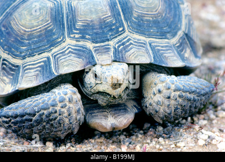 Erwachsenen Wüste Schildkröte (Gopherus Agassizii) auf Nahrungssuche in der Mojave-Wüste, Kalifornien, USA Stockfoto