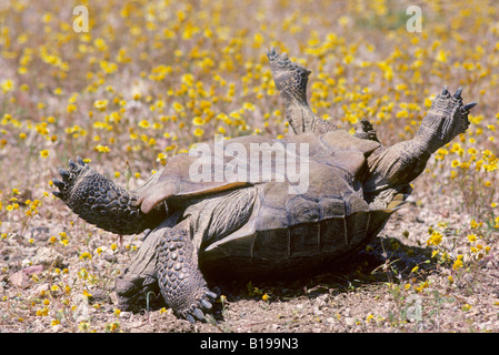 Männliche Wüste Schildkröte (Gopherus Agassizii), die bei der Paarung aufgehoben und hat Schwierigkeiten aufrichtenden selbst, Mojave-Wüste, also Stockfoto